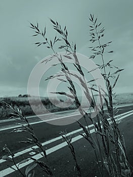 Ears of cereal grass close-up on the background of empty asphalt road, tonned background