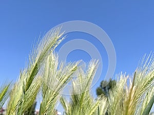 Ears of cereal plants on a field against a blue sky. Wheat or rye with fluffy panicles. In the background, cloudless sky.