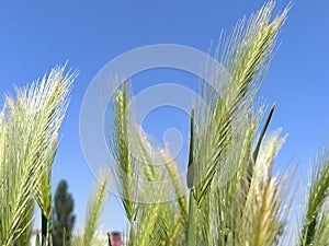 Ears of cereal plants on a field against a blue sky. Wheat or rye with fluffy panicles. In the background, cloudless sky. The