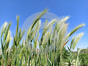 Ears of cereal plants on a field against a blue sky. Wheat or rye with fluffy panicles. In the background, cloudless sky. The