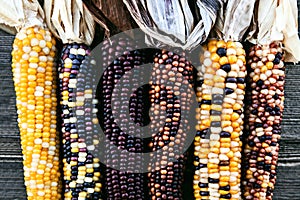Ears Of Colorful Indian Corn On Wooden Background