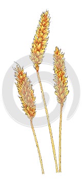 Ears of Common wheat Triticum aestivum botanical drawing photo