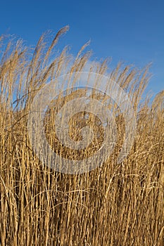 Ears of corn against the blue sky