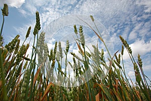 The ears of corn against the sky in summee