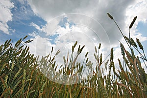 The ears of corn against the sky in summer