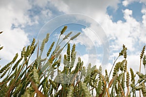 The ears of corn against the sky in summer