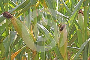 Ears of corn on corn stalks