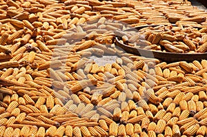 Ears of corn drying in the sun after harvest