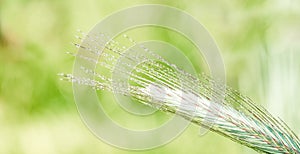 Ears of corn in the field, macro a drop of dew or rain. Wheat ear in droplets of dew in nature on a soft blurry gold background