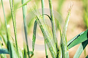 Ears of corn in the field, macro a drop of dew or rain. Wheat ear in droplets of dew in nature on a soft blurry gold background