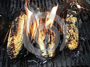 Ears of corn on the grill