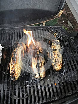 Ears of corn on the grill