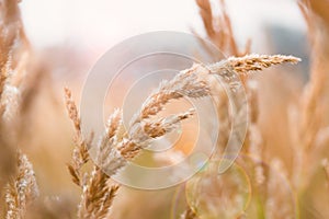 Ears of corn growing on a Farmer`s Field in the Fall. Wheat burst of blurred light yellow background. Selective focus.