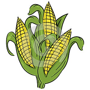Corncobs with yellow corns and green leaves group illustration photo