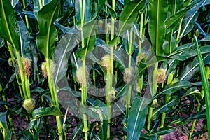 Ears of corn maturing, nestled within lush green foliage