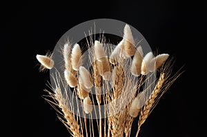 Ears on black background