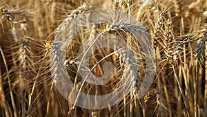 Ears of corn