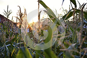 Ears of corn in the setting sun