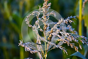 Ears of corn in the setting sun