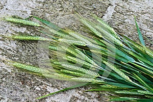 Ears of corns on the wooden grey background