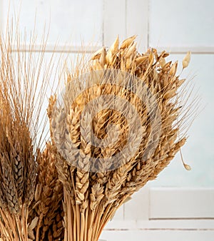 Ears of different types of cereals: wheat, oats, rye. selective