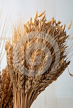 Ears of different types of cereals: wheat, oats, rye. Selective