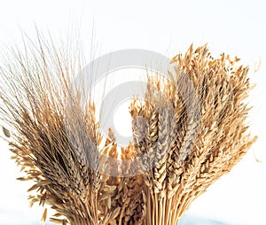 Ears of different types of cereals: wheat, oats, rye. selective