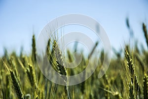 Ears of gold and green triticale