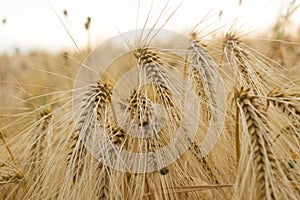 Ears of golden wheat close up