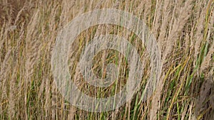 Ears of golden reeds and weeds spike swaying in wind on sunny summer day. Field of dry tall yellow wild grass outdoor