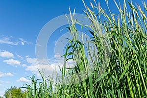 Ears of golden wheat close up. Summer background of ripening ears of agriculture landscape