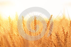 Ears of golden wheat closeup. Wheat field