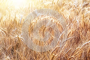 Ears of golden wheat closeup. Wheat field