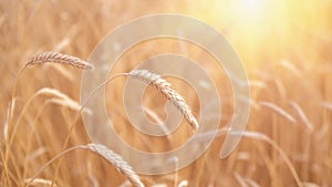 Ears of golden wheat closeup. Wheat field. Beautiful agriculture background