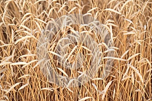 Ears of golden wheat closeup. Wheat field. Beautiful agriculture background