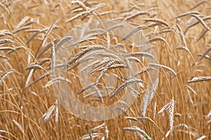 Ears of golden wheat closeup. Wheat field. Beautiful agriculture background