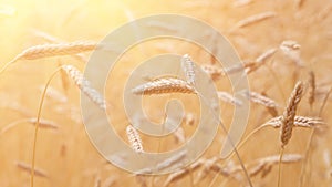 Ears of golden wheat closeup. Wheat field. Beautiful agriculture background