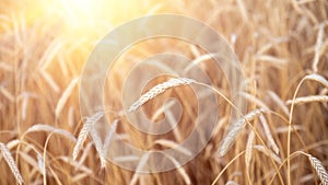 Ears of golden wheat closeup. Wheat field. Beautiful agriculture background