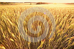 Ears of golden wheat in the field