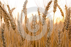 Ears of golden wheat on the field close up. Beautiful Nature Sunset Landscape. Rural Scenery under Shining Sunlight