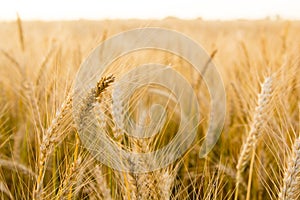 Ears of golden wheat on the field close up. Beautiful Nature Sunset Landscape. Rural Scenery under Shining Sunlight