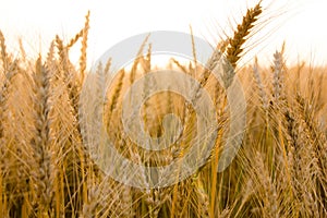 Ears of golden wheat on the field close up. Beautiful Nature Sunset Landscape. Rural Scenery under Shining Sunlight