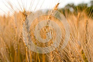 Ears of golden wheat on the field close up. Beautiful Nature Sunset Landscape. Rural Scenery under Shining Sunlight