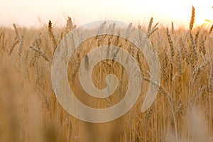 Ears of golden wheat on the field close up. Beautiful Nature Sunset Landscape. Rural Scenery under Shining Sunlight