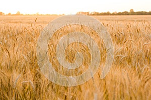 Ears of golden wheat on the field close up. Beautiful Nature Sunset Landscape. Rural Scenery under Shining Sunlight