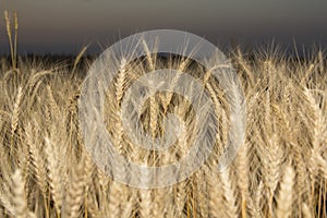 Ears of golden wheat on the field close up. Beautiful Nature Sunset Landscape. Rural Scenery under Shining Sunlight