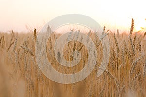 Ears of golden wheat on the field close up. Beautiful Nature Sunset Landscape. Rural Scenery under Shining Sunlight