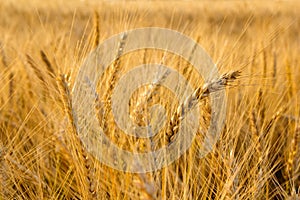 Ears of golden wheat on the field close up. Beautiful Nature Sunset Landscape. Rural Scenery under Shining Sunlight