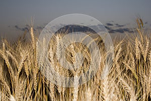 Ears of golden wheat on the field close up. Beautiful Nature Sunset Landscape. Rural Scenery under Shining Sunlight