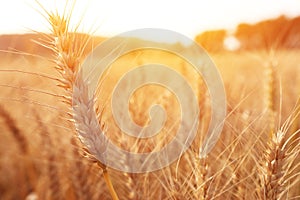 Ears of golden wheat in the field at sunset light